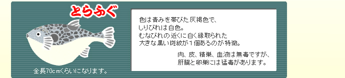 とらふぐは、色は青みを帯びた灰褐色で、しりびれは白色。むなびれの近くに白く縁取られた大きな黒い斑紋が１個あるのが特徴。肉、皮、精巣、血液は無毒ですが、肝臓と卵巣には猛毒があります。